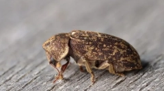 Zašto zhukov-grillers nazvao smrtni sat?